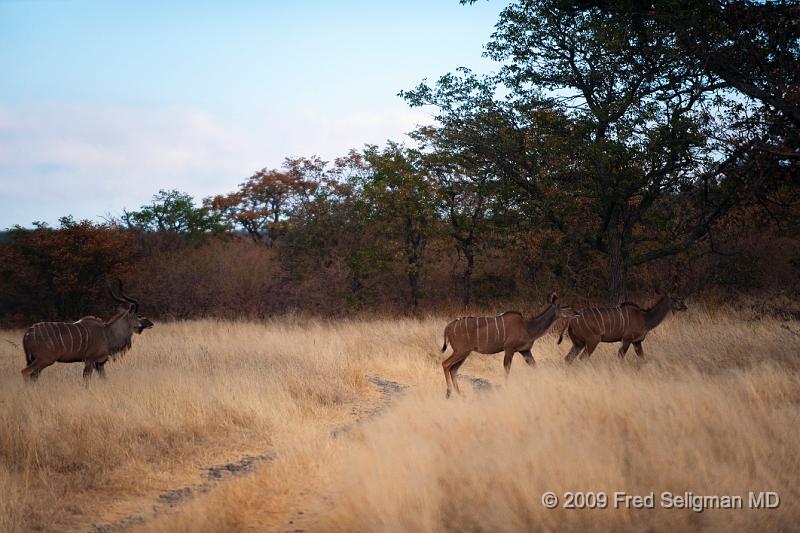 20090610_082508 D3 X1.jpg - Greater Kudus are widely distributed in Africa and recently a few have been introduced to New Mexico